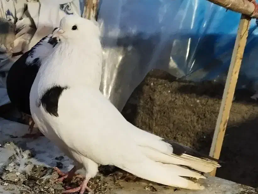 کبوتر.کفتر.پرشی رنگی|پرنده|مشکین‌دشت, |دیوار