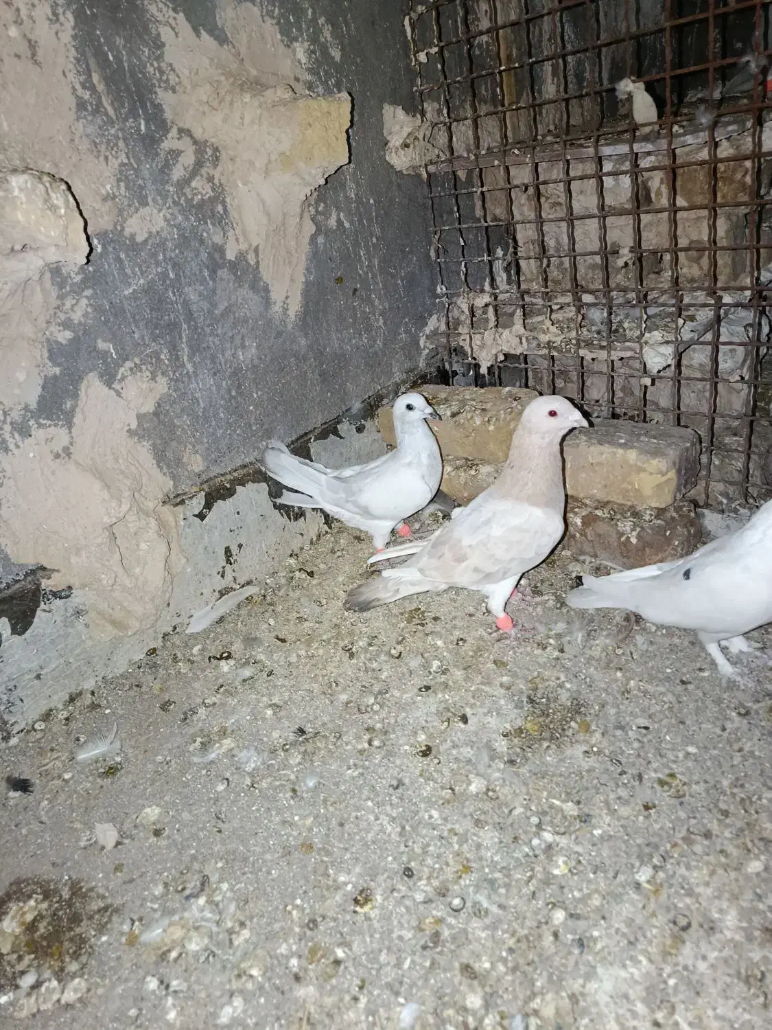 حیون ها نرو ماده|پرنده|تربت‌حیدریه, باغ سلطانی|دیوار
