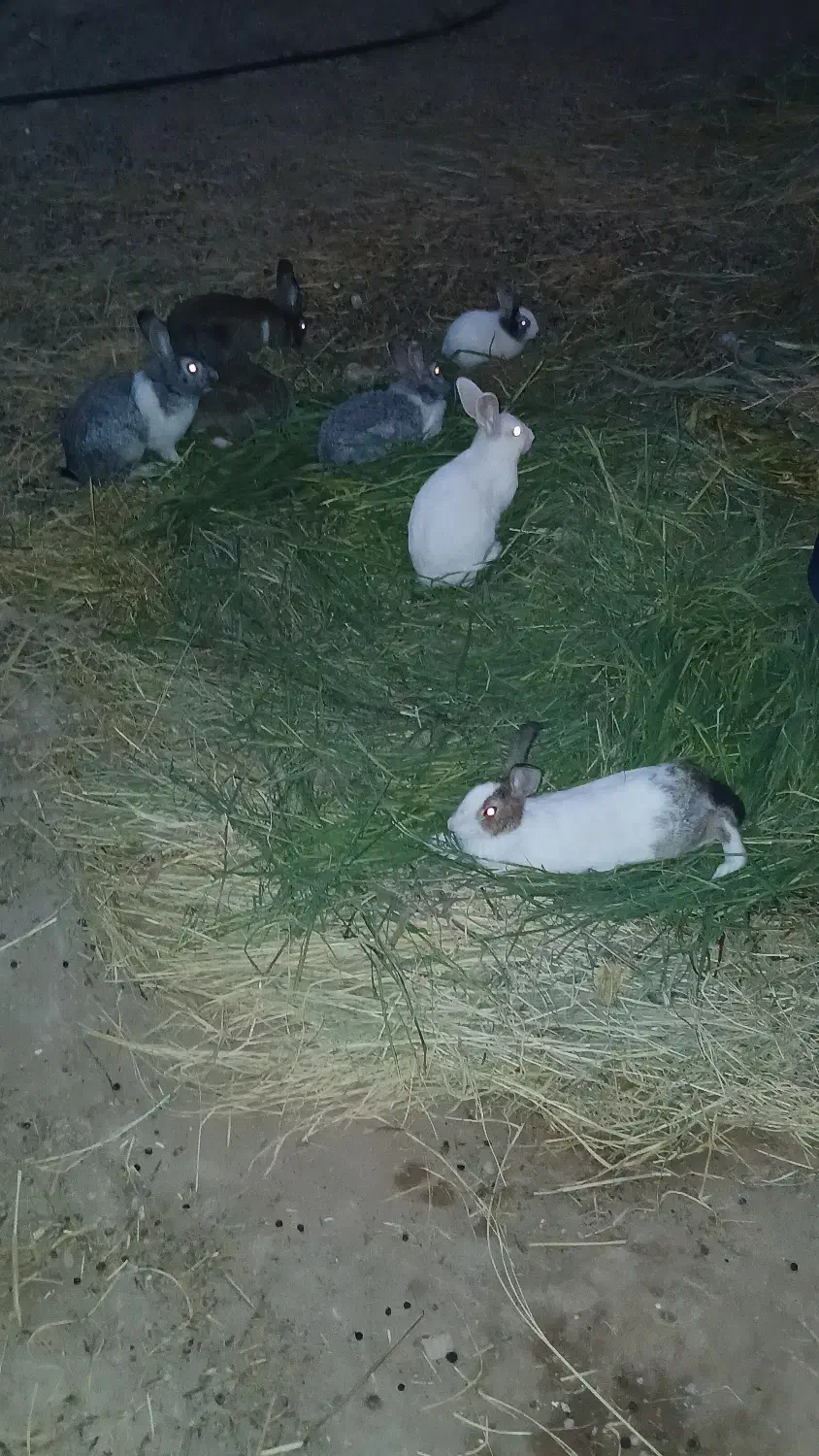 فروش خرگوش|موش و خرگوش|گتوند, |دیوار