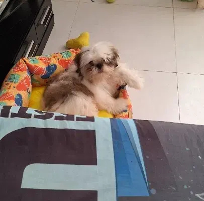 سگ شیتزو سوپر فلت فروشی|سگ|لاهیجان, طالقانی|دیوار