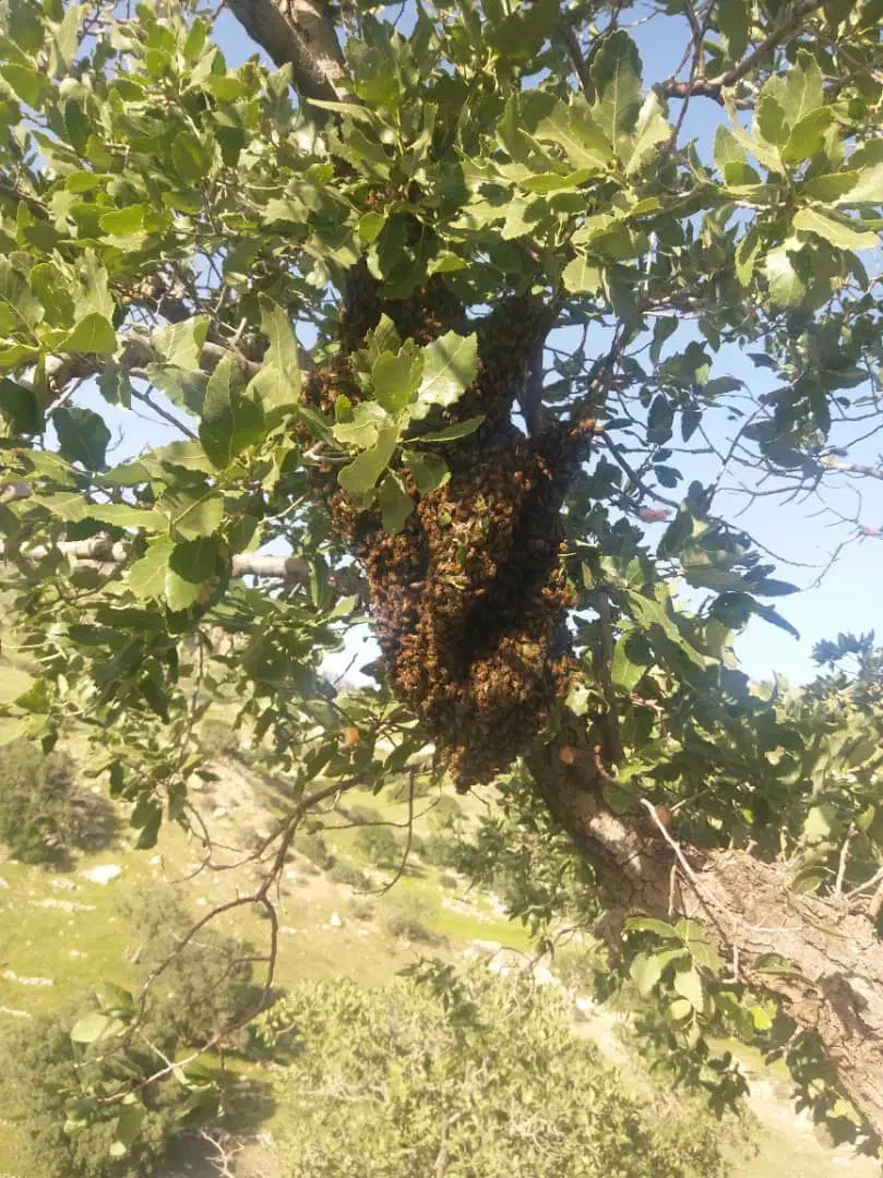 فروش عسل صدرصد طبیعی به شرط|خوردنی و آشامیدنی|پاکدشت, پاکدشت (مامازند)|دیوار