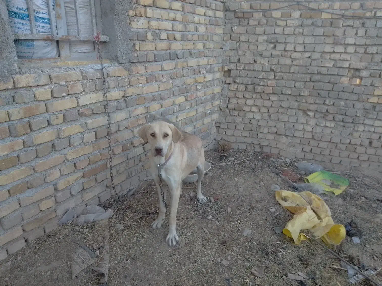 سگ سرابی اصیل|سگ|قیدار, |دیوار