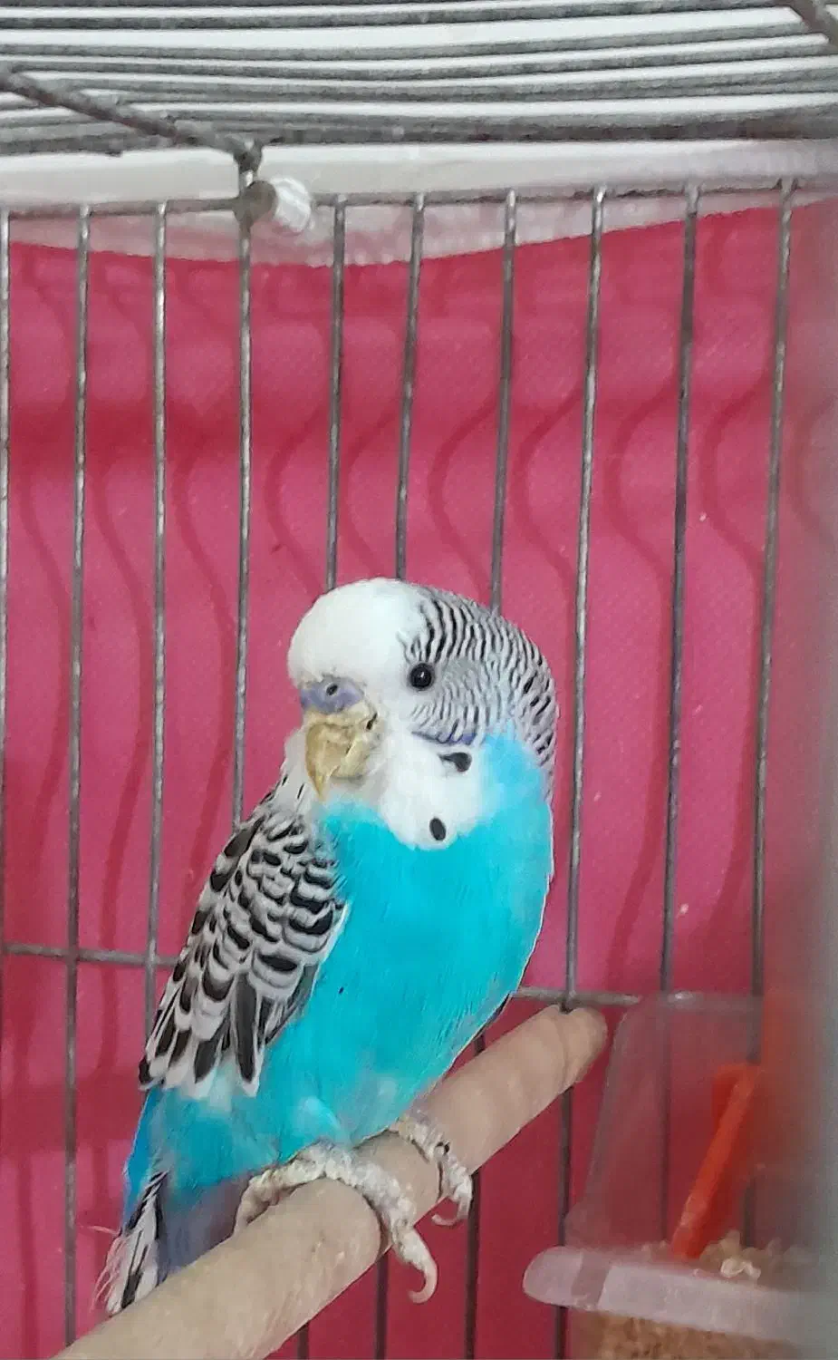 مرغ عشق نر|پرنده|لنجان, |دیوار