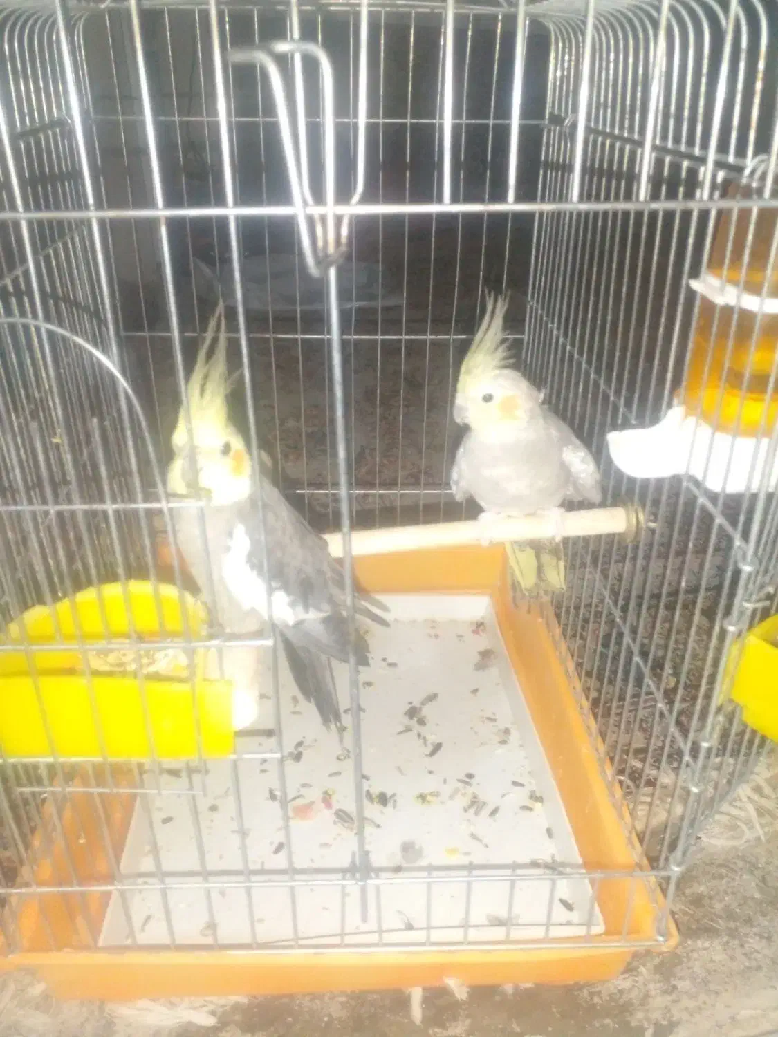 عروس هلندی|پرنده|گرمسار, |دیوار