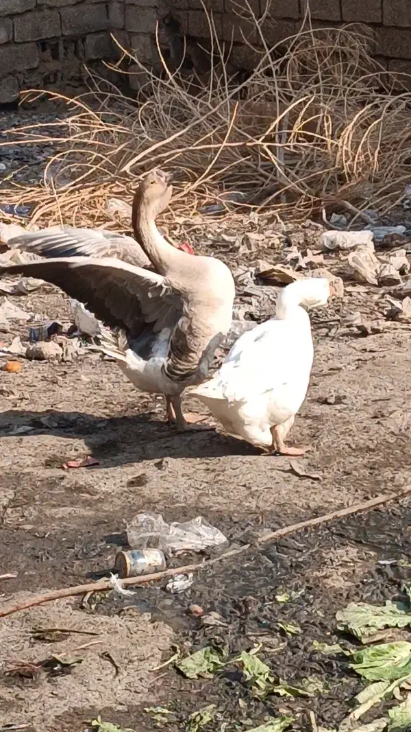 غوغاز|حیوانات مزرعه|باوی, |دیوار