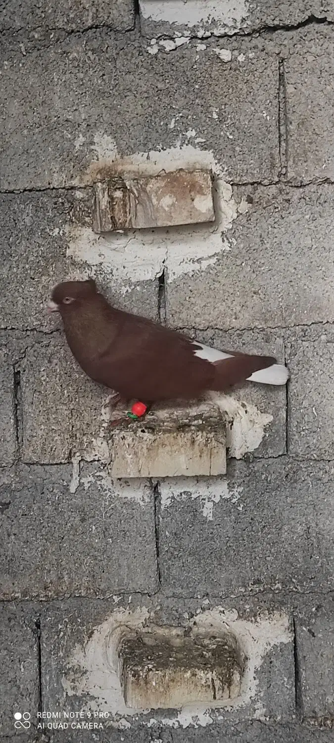 سه عدد نر|پرنده|حمیدیه, |دیوار