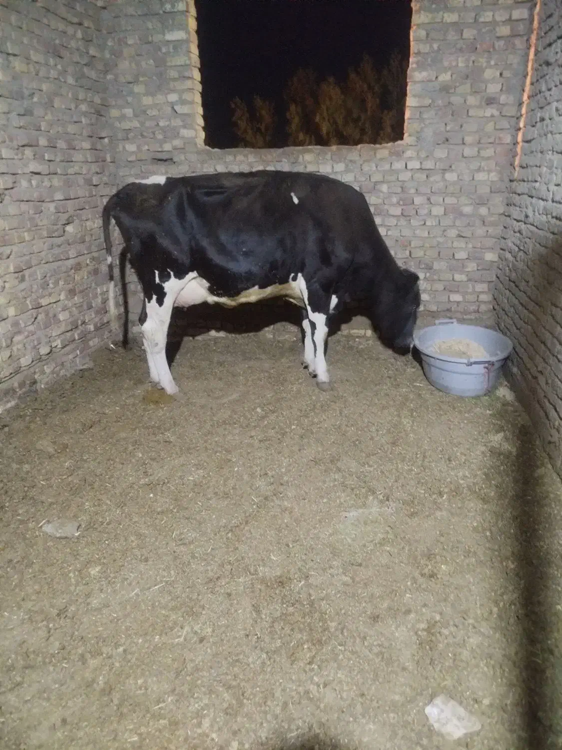 گاو شیری با گوساله نر|حیوانات مزرعه|زابل, |دیوار