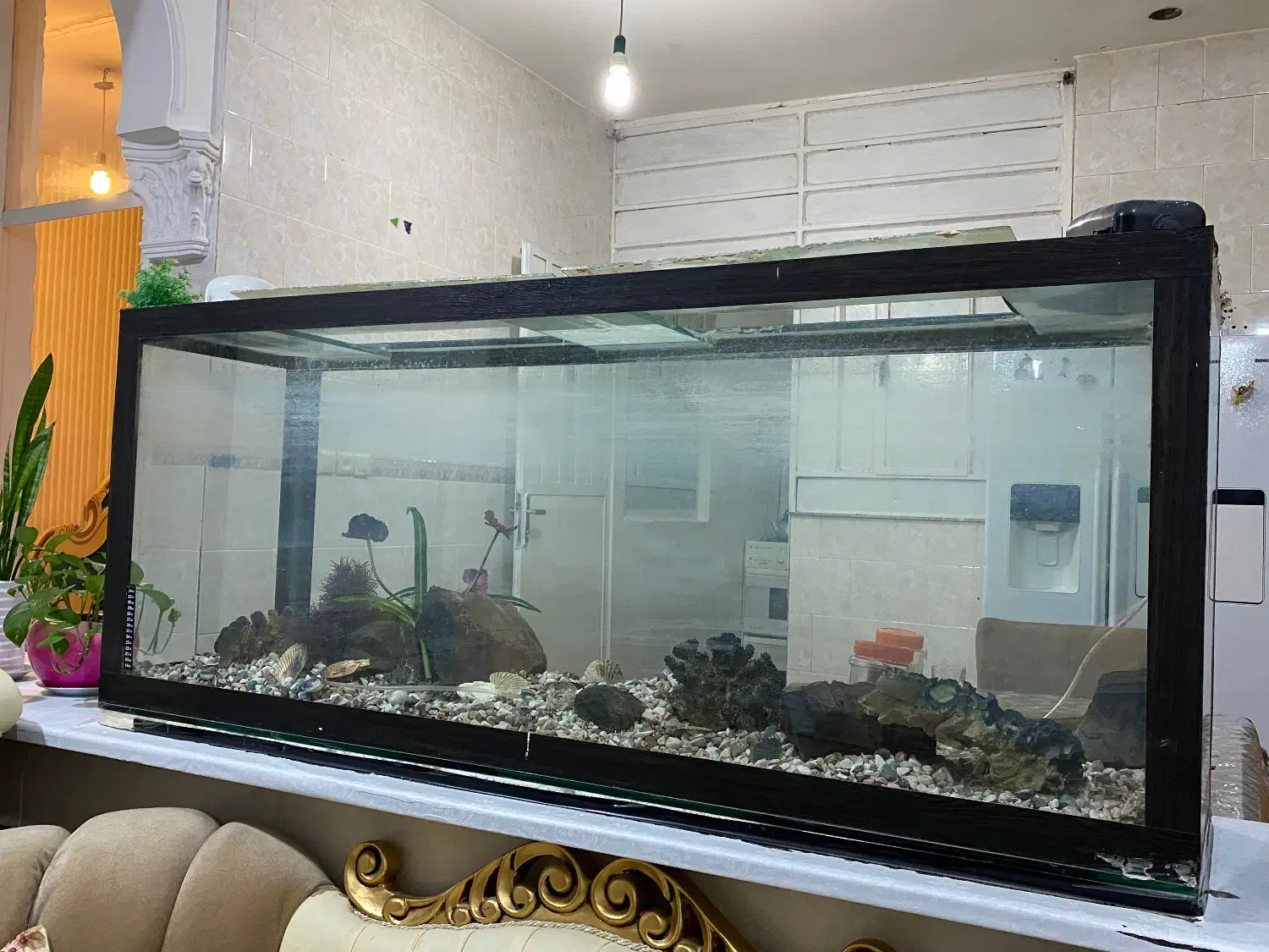 آکواریوم|ماهی|دوگنبدان, |دیوار