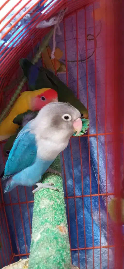 طوطی برزیلی|پرنده|بندر انزلی, پیل علی باغ|دیوار