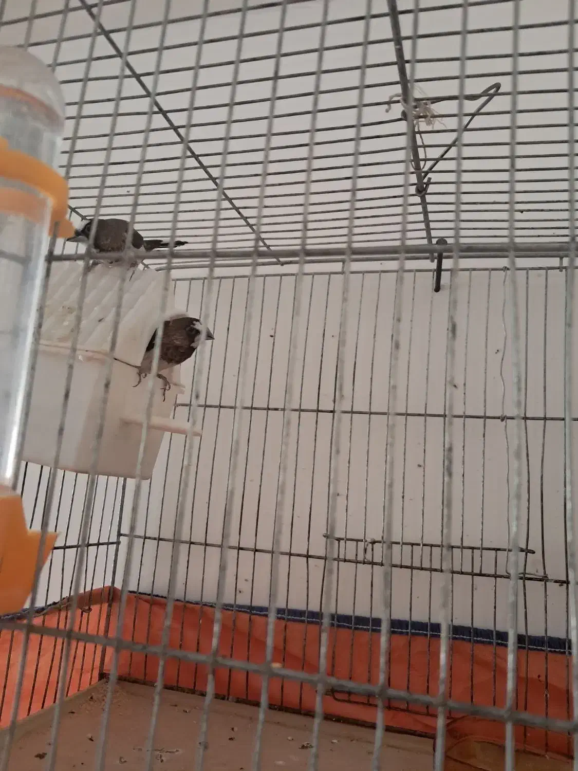 فنچ بنگالی|پرنده|سامن, |دیوار