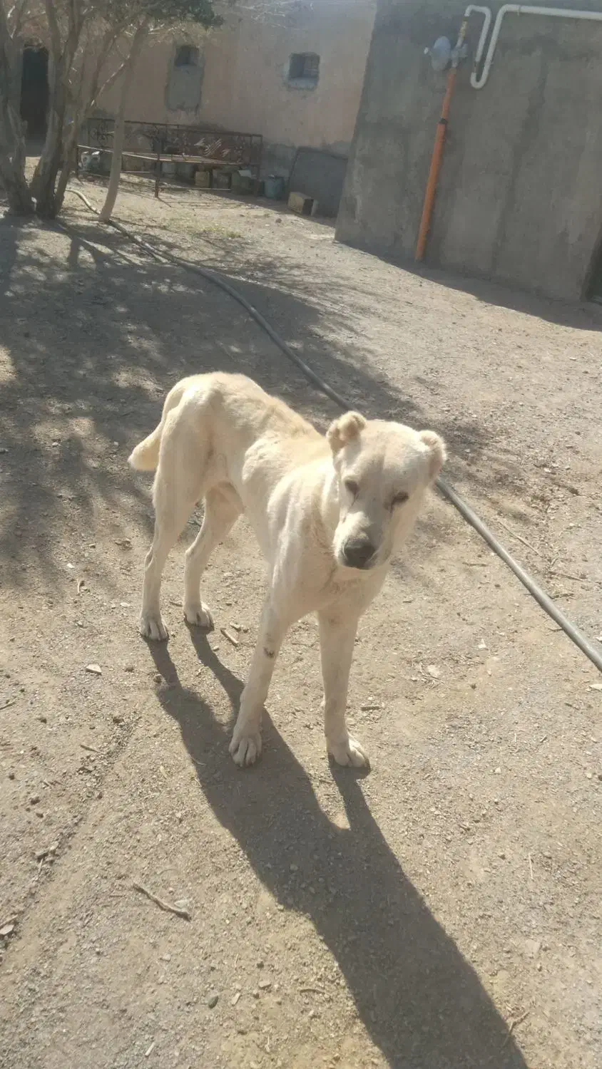 سگ نگهبان|سگ|نهبندان, |دیوار