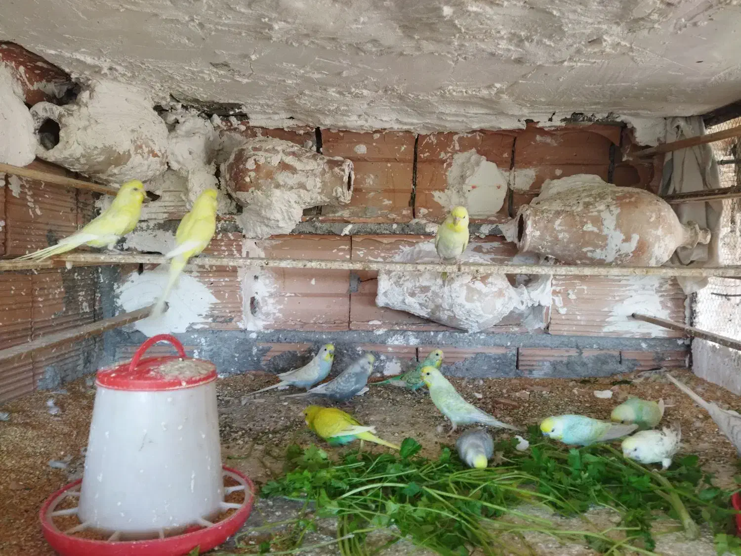 مرغ عشق رینبو..|پرنده|گرگان, |دیوار