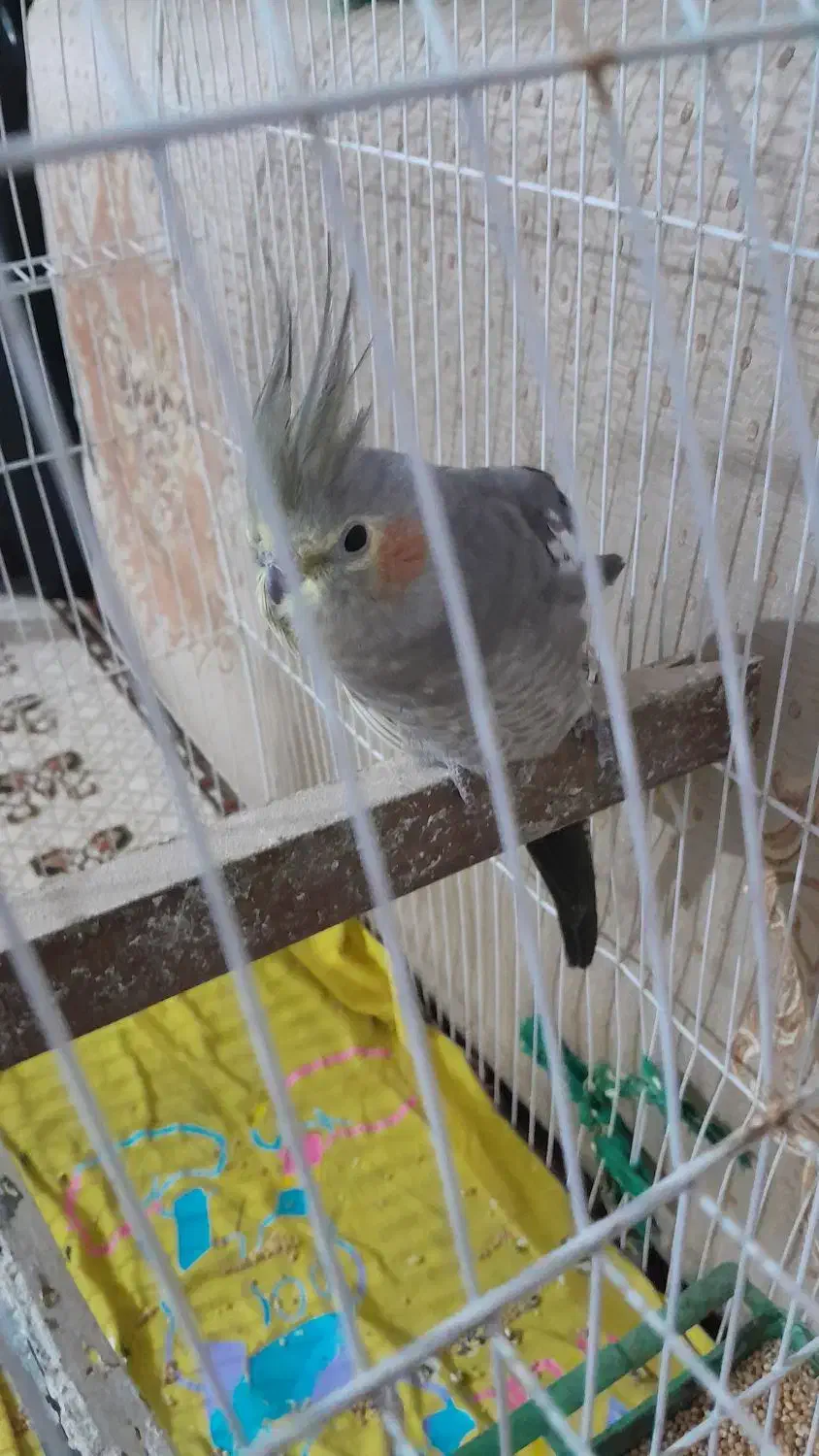 عروس هلندی|پرنده|اندیمشک, |دیوار