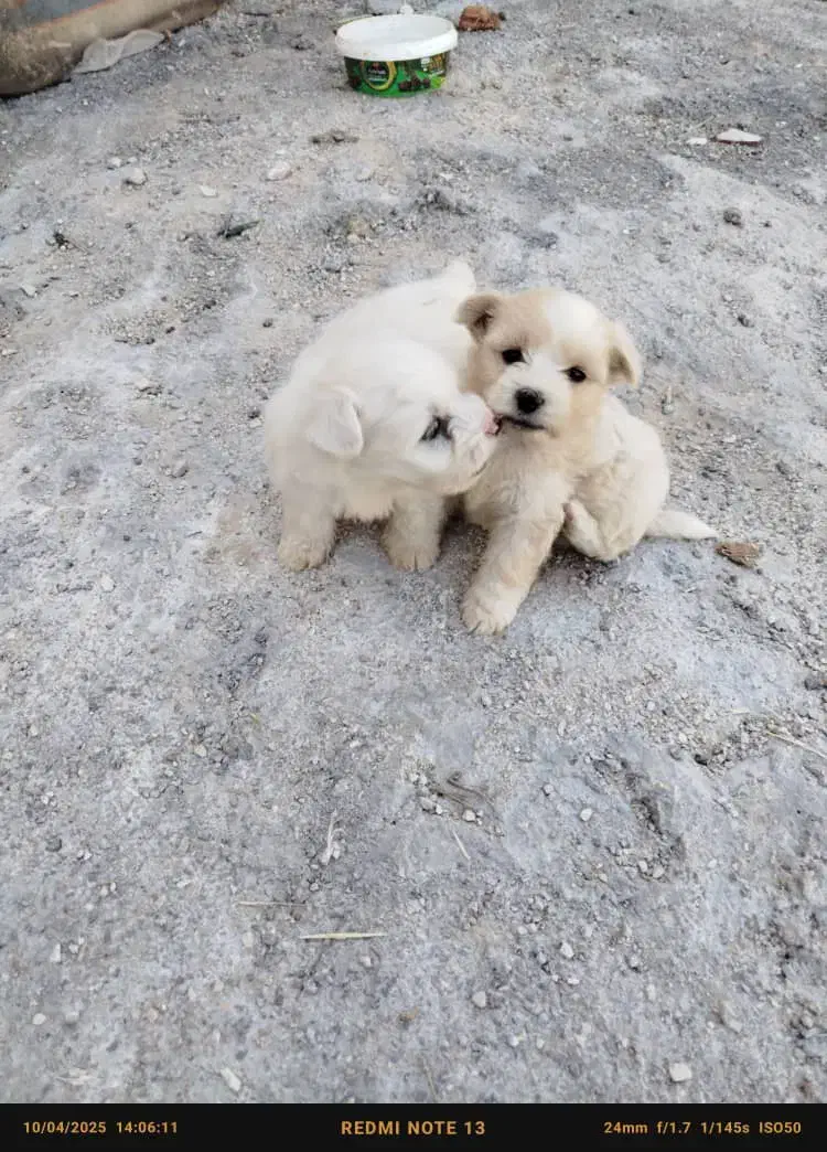 توله پاکوتاه اشپیتز|سگ|مرودشت, فیروزی|دیوار