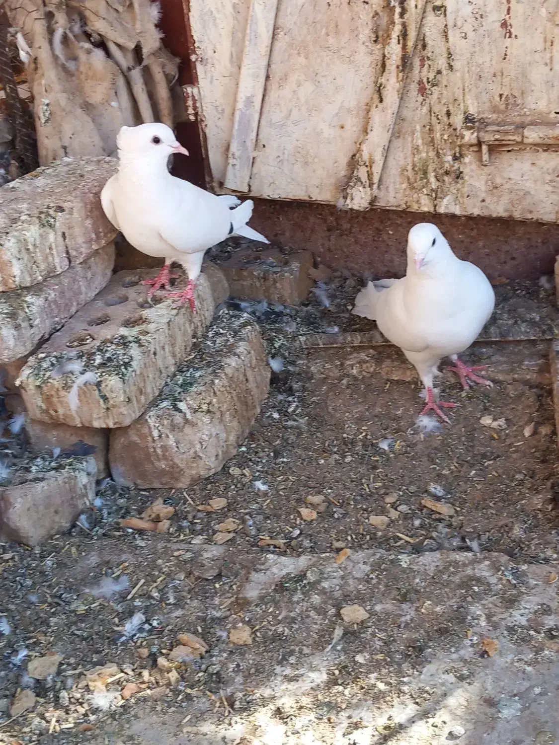 گم شود|حیوانات|رفسنجان, |دیوار