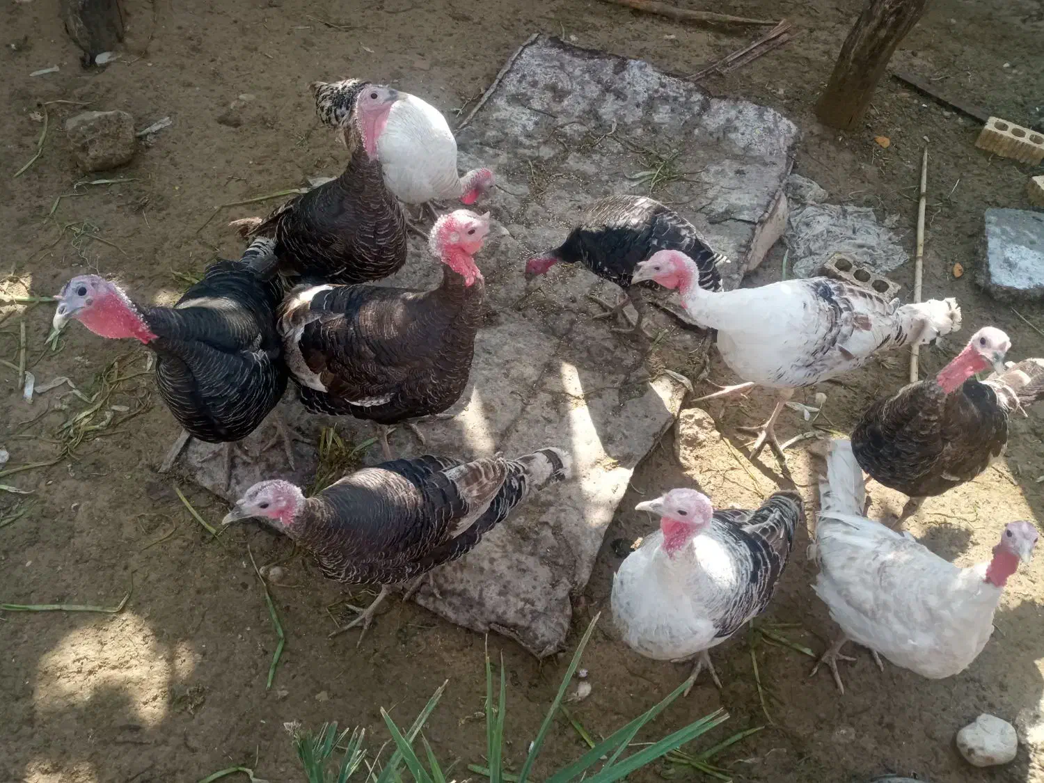 12عدد بوقلمون|پرنده|چرام, |دیوار