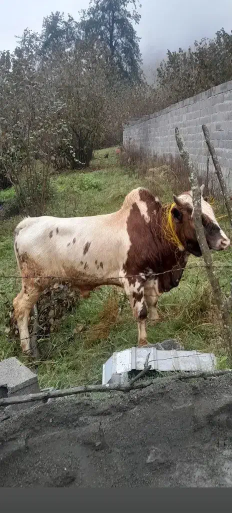 گاو نر محلی|حیوانات مزرعه|رحیم‌آباد, |دیوار