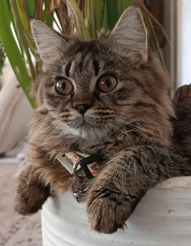 گربه ناز|گربه|ساری, |دیوار