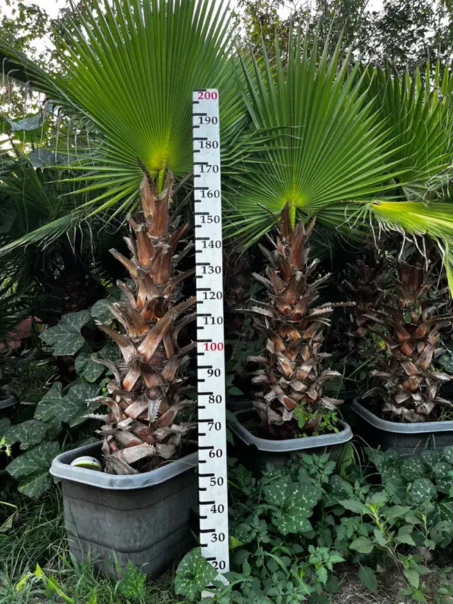 پالم واشنگتن ۲ متری مناسب باغ و ویلا عمده و تک|خدمات باغبانی و درختکاری|رشت, حومه رشت|دیوار