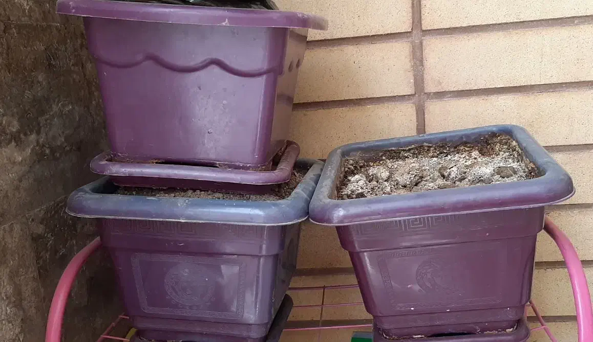 سه عدد گلدان یک شکل و یک گلدان سفید|گل و گیاه طبیعی|شاهین‌شهر, فردوسی|دیوار