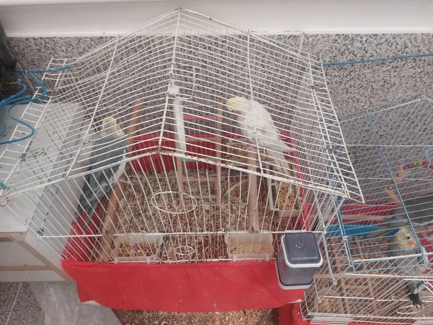 عروس هلندی دستی|پرنده|یزد, |دیوار