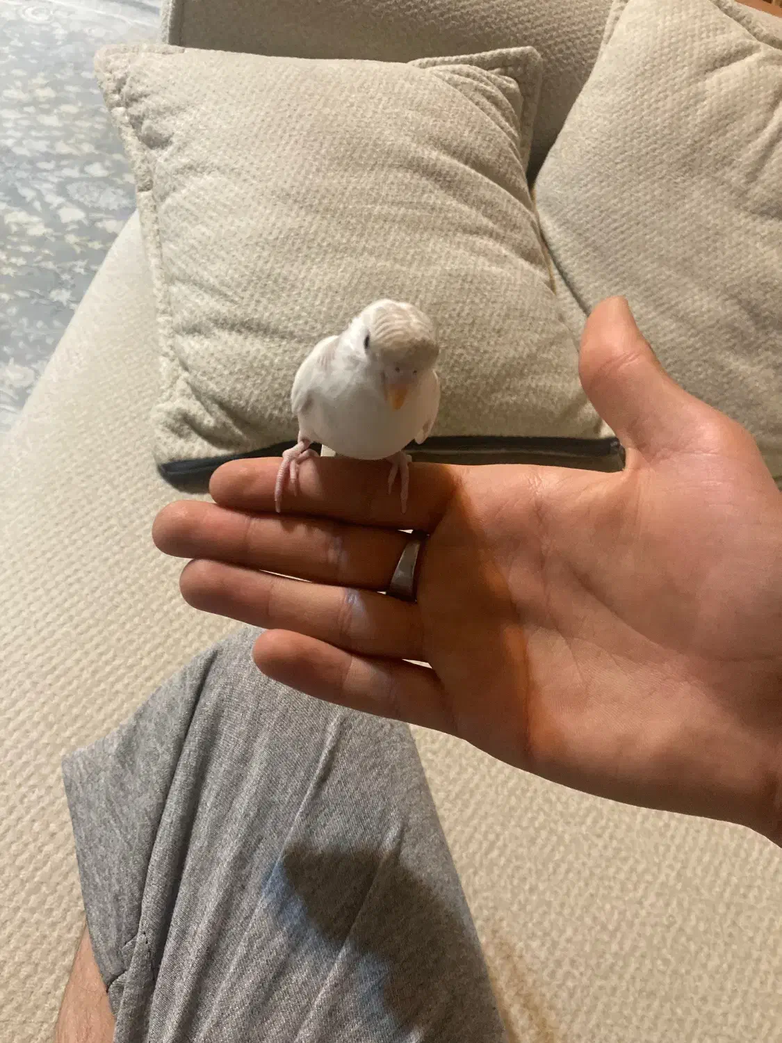 مرغ عشق|پرنده|فولادشهر, A2|دیوار