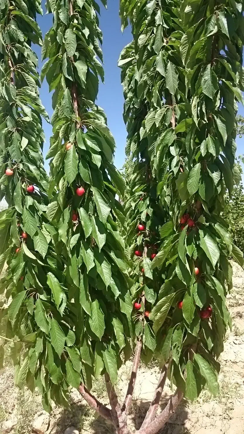 باغ 1500 متری دره ریز|فروش دفتر صنعتی، کشاورزی، تجاری|بروجن, |دیوار