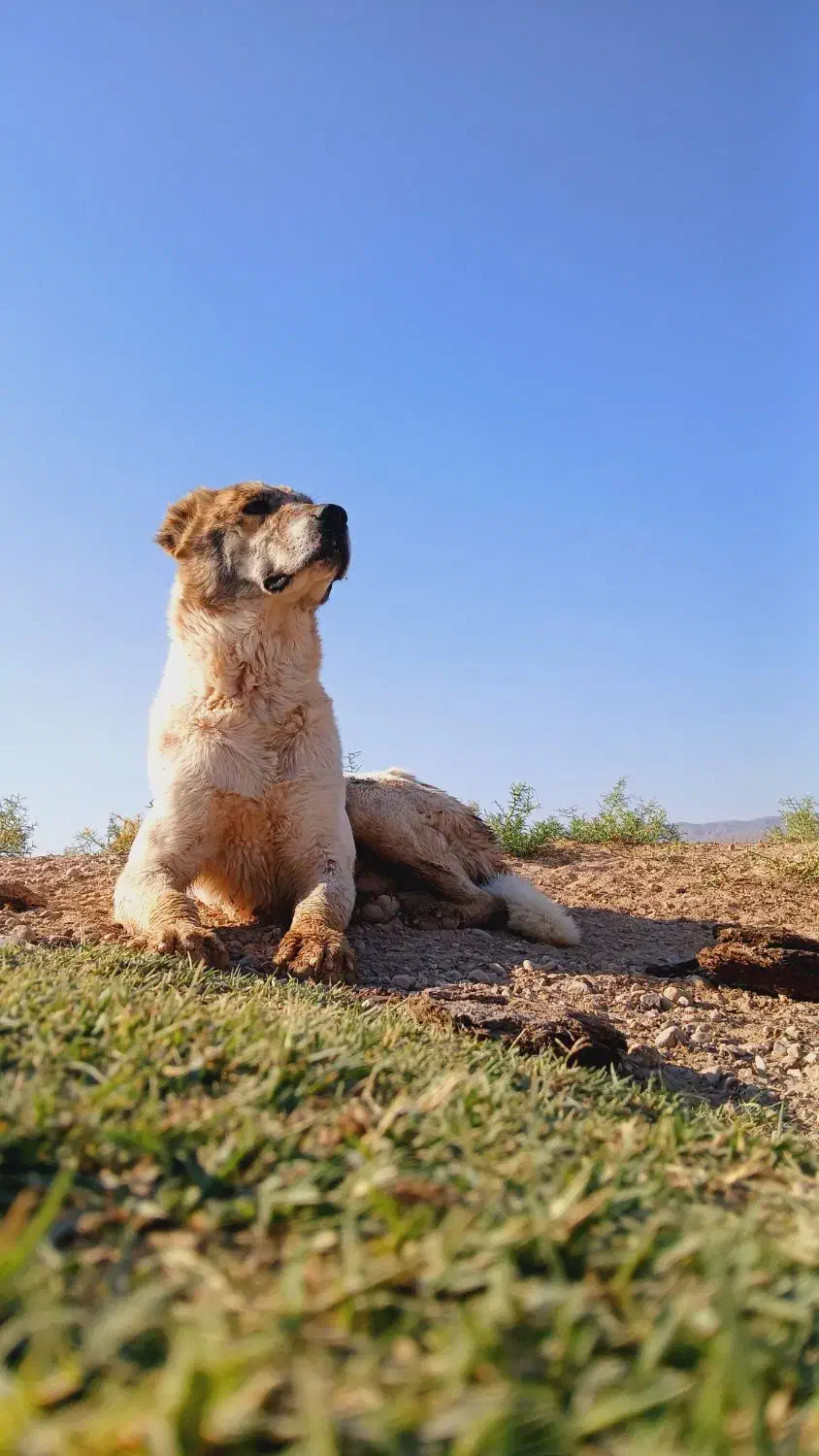 سگ گله|سگ|آبکوه, |دیوار