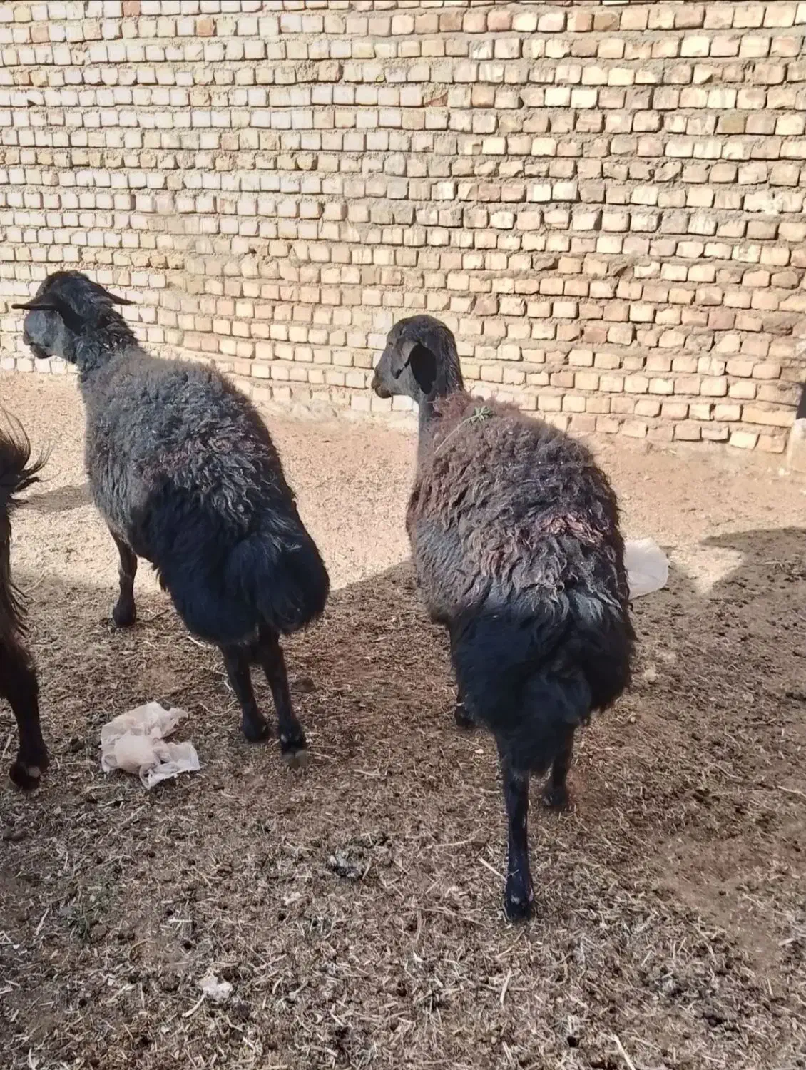 2راس شیشک غزل آبستن|حیوانات مزرعه|کدکن, |دیوار