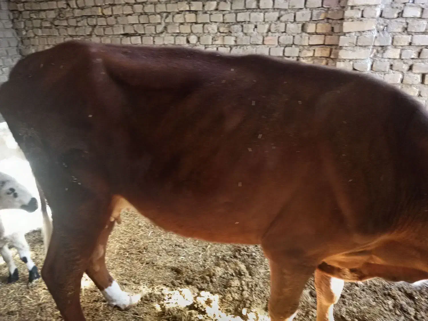 گاو با گوساله|حیوانات مزرعه|زابل, |دیوار