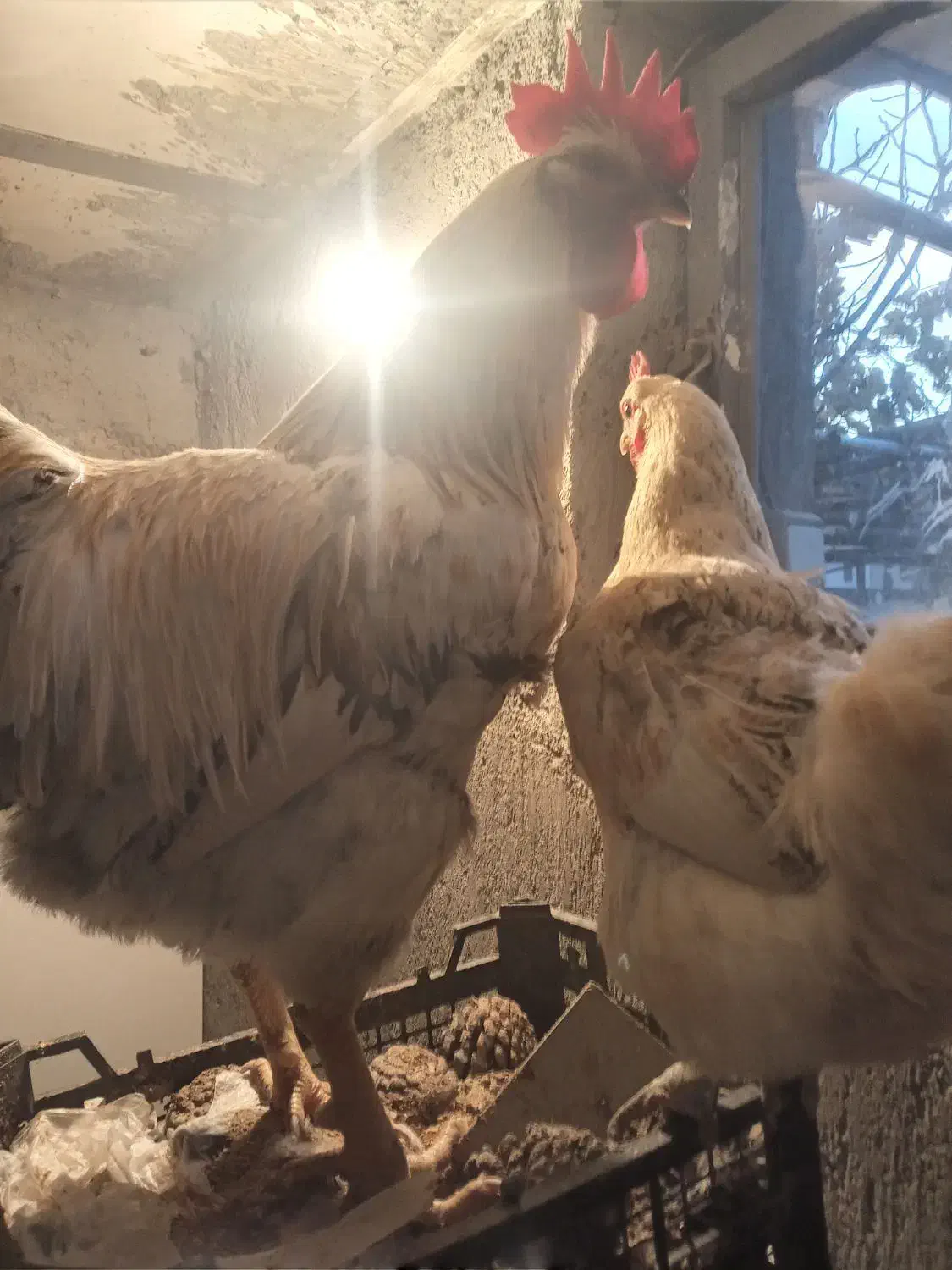 مرغ وخروس|حیوانات مزرعه|کنگاور, |دیوار