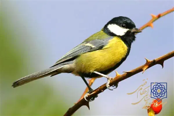 سهره ز.|پرنده|شیراز, میرزاکوچک خان|دیوار