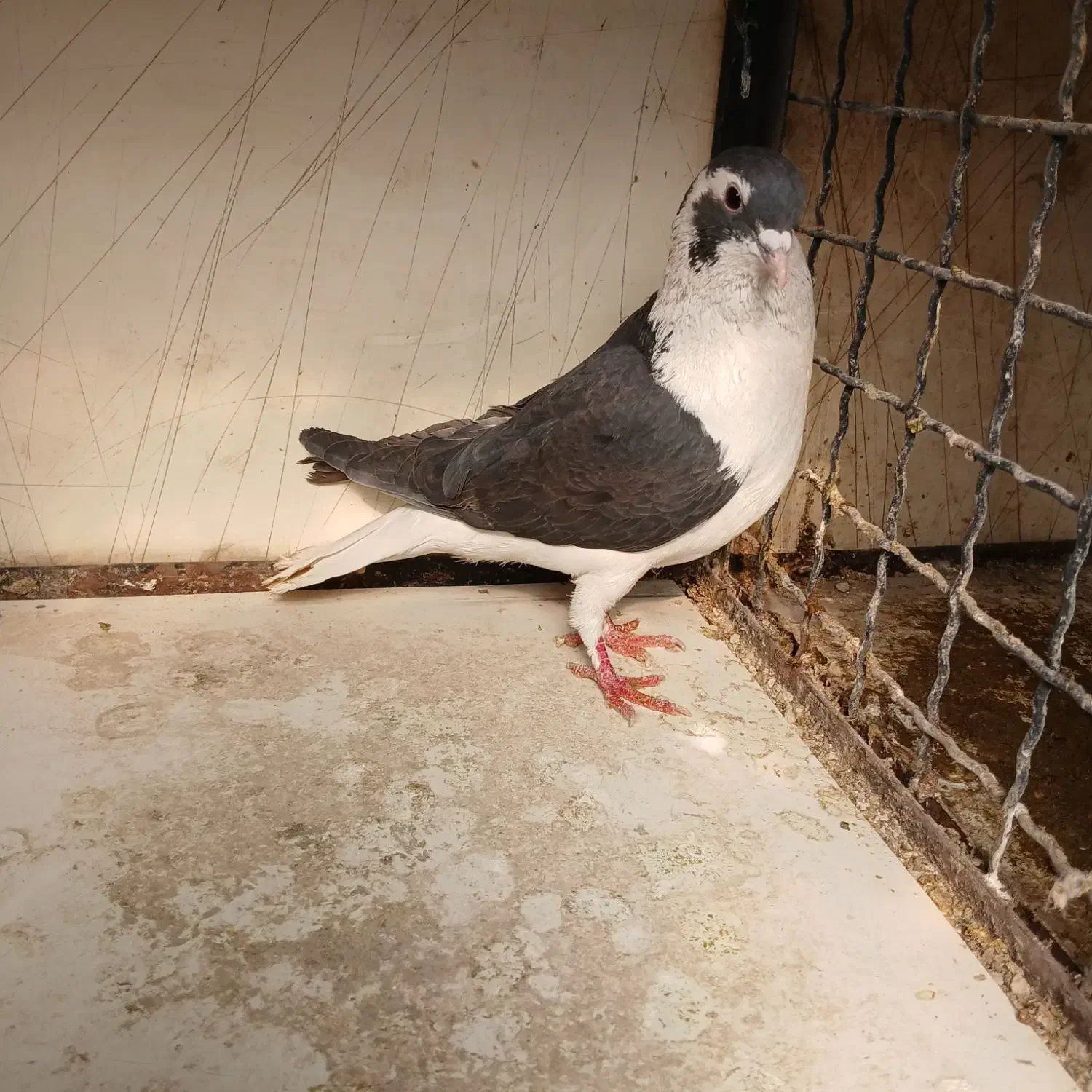 کبوتر|پرنده|ری, بازار گل خاوران|دیوار