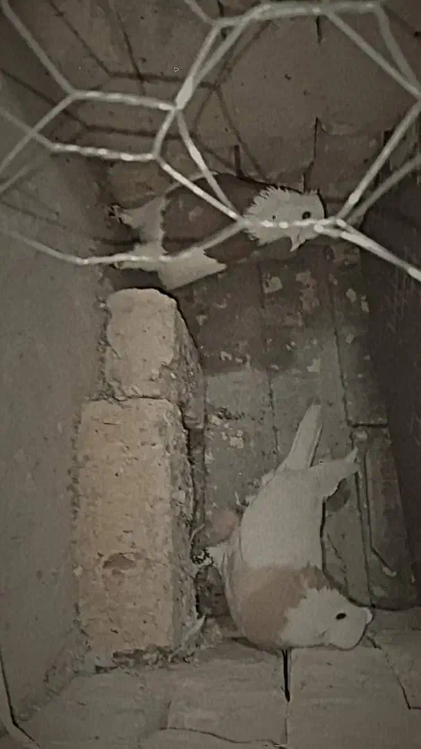 کبوتر طوقی|پرنده|اصفهان, براآن شمالی|دیوار