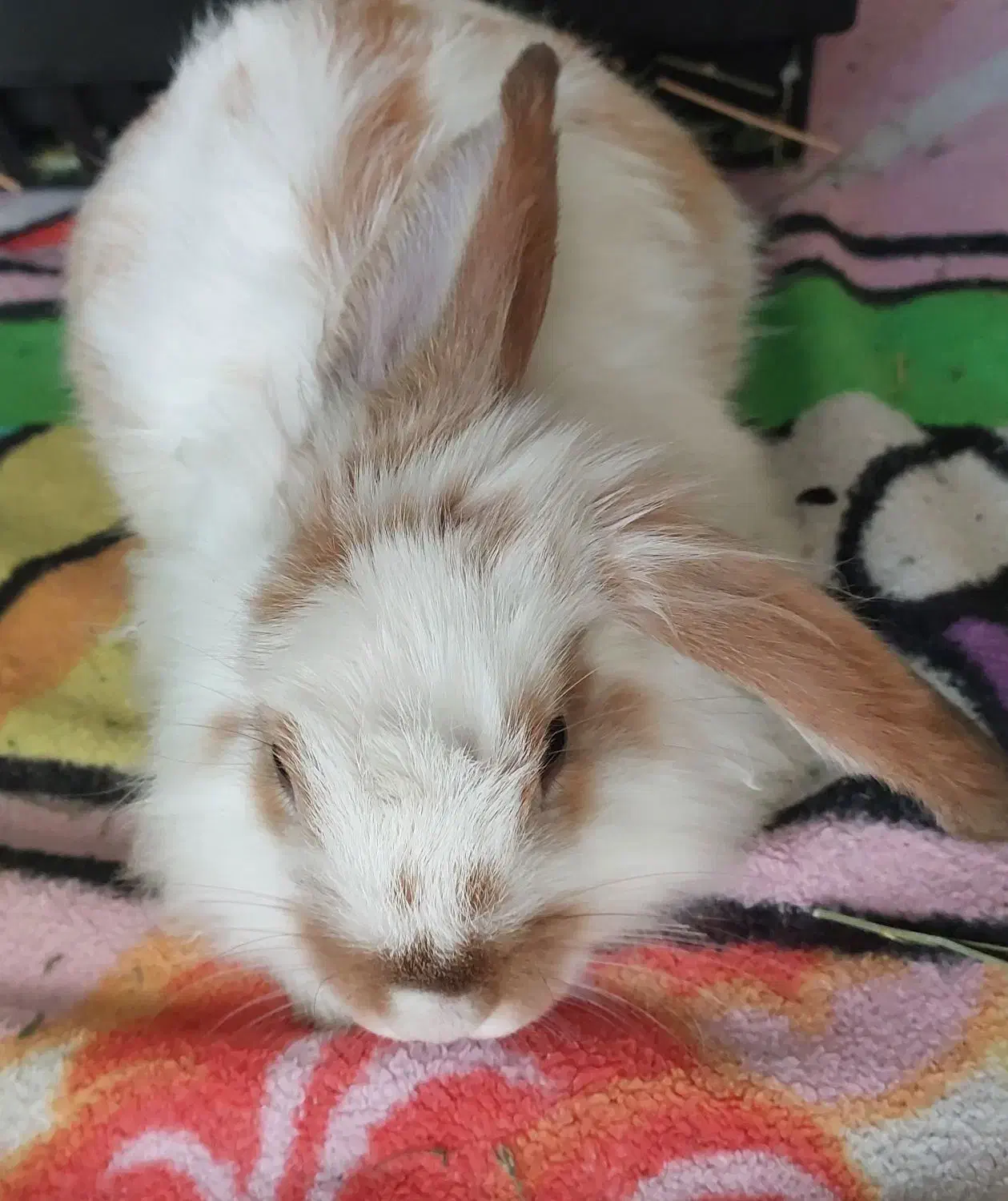 خرگوش لوپ|موش و خرگوش|قم, انسجام|دیوار