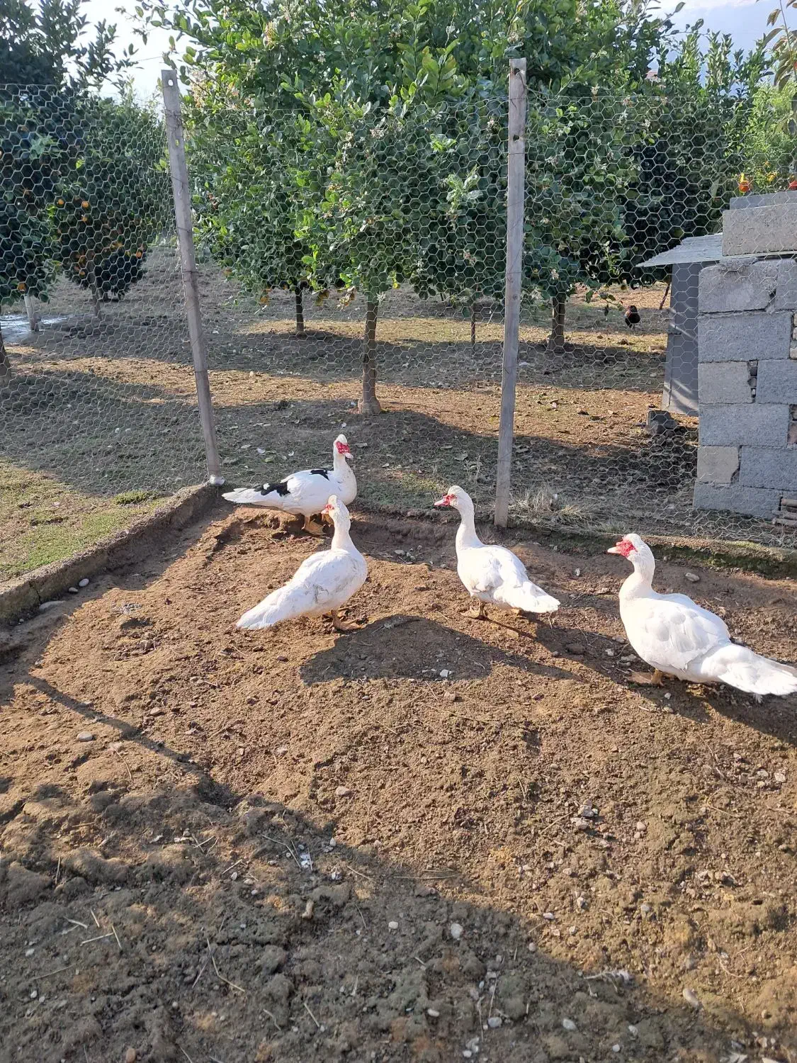 ..اردک اسرائیلی..|حیوانات مزرعه|شیرود, |دیوار