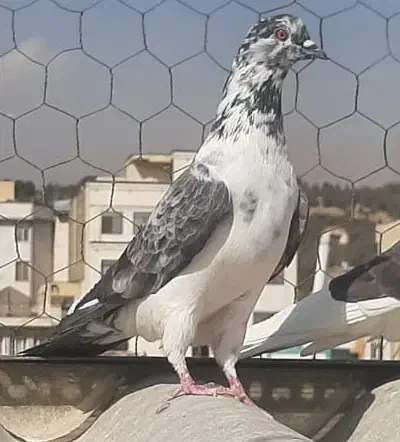 3طوق کبوتر پرشی ماده|پرنده|تهران, استقلال|دیوار