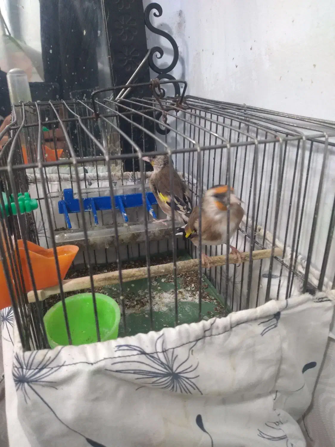 جوجه سهره نر|پرنده|تهران, گلاب دره|دیوار