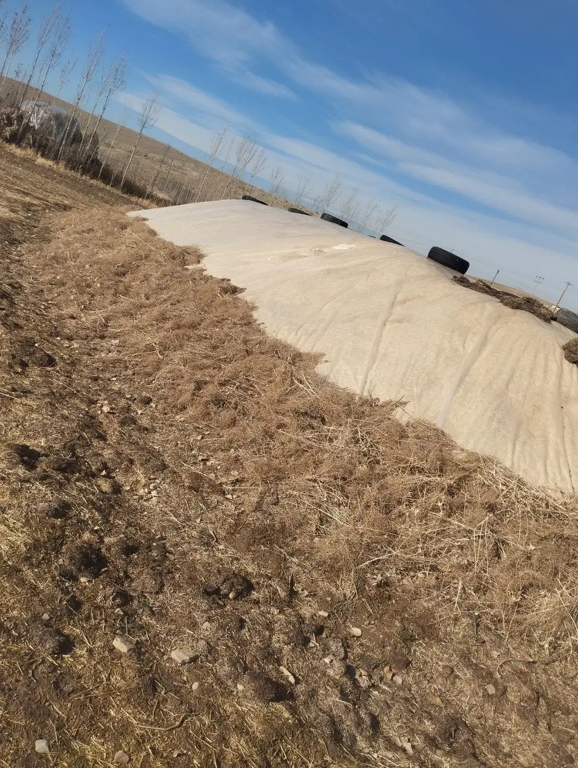 کاه|عمده‌فروشی|کشاورز, |دیوار