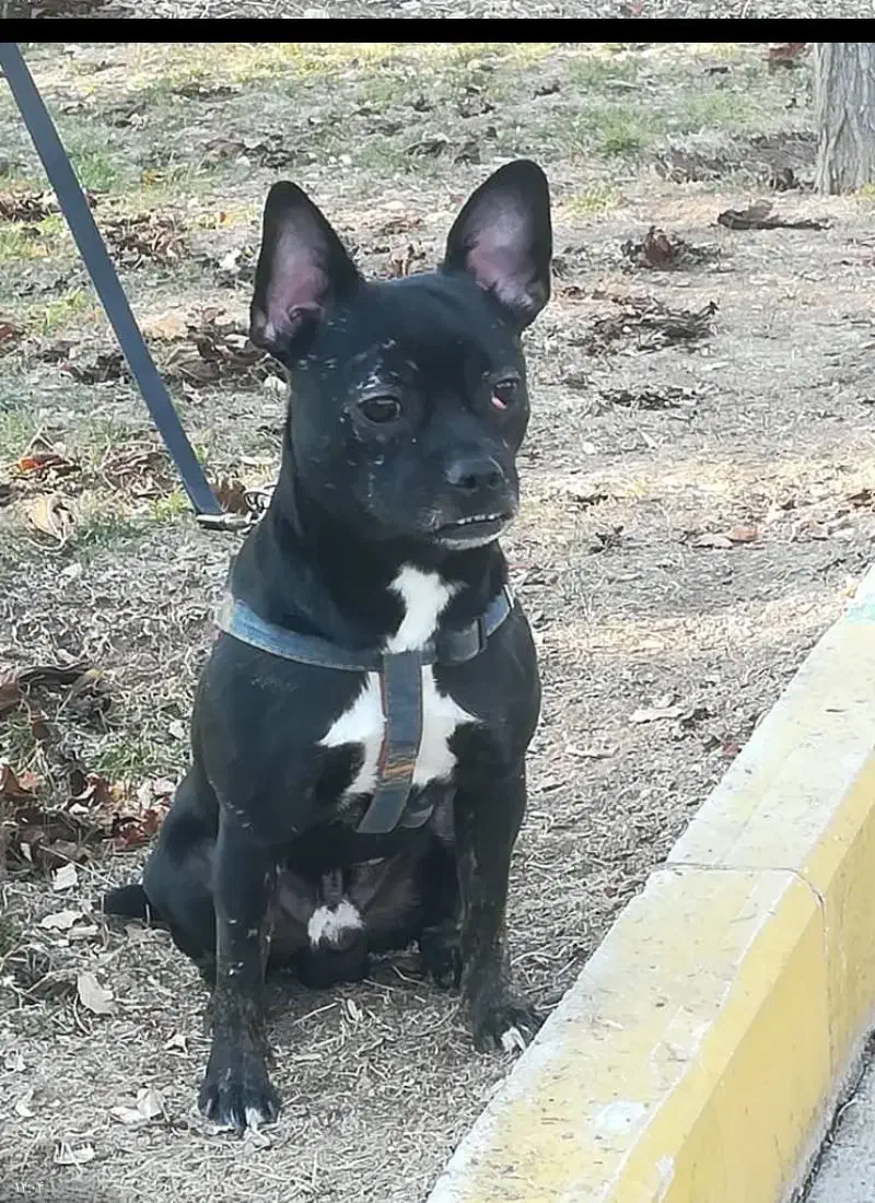 سگ تربیت شده|سگ|بومهن, |دیوار