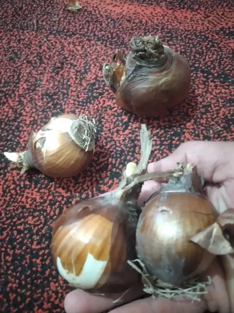 پیاز گل نرگس(شهلا)|حراج|کازرون, |دیوار