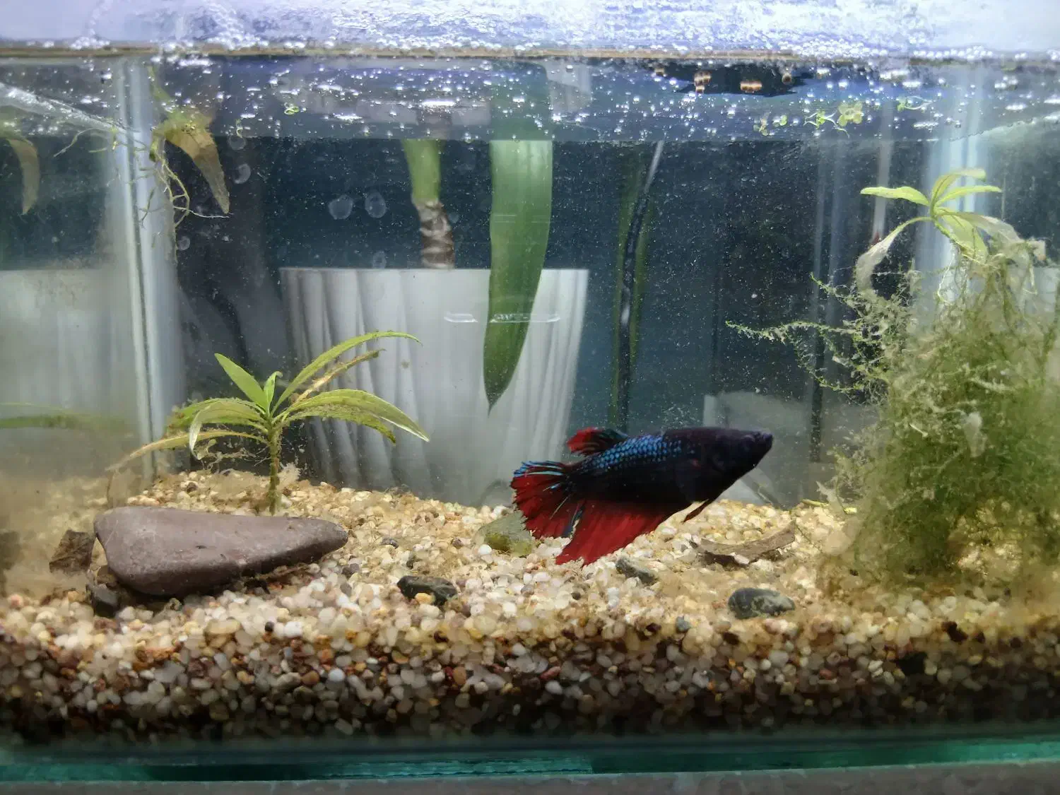 ماهی فایتر و آکواریوم|ماهی|تبریز, |دیوار