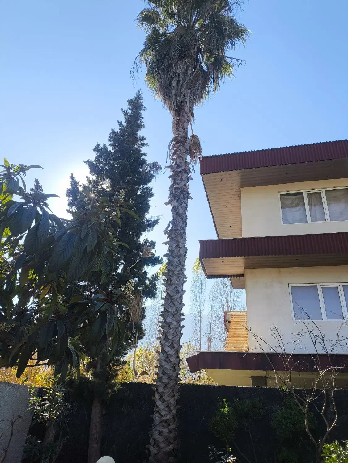 درخت پالم|گل و گیاه طبیعی|نوشهر, |دیوار