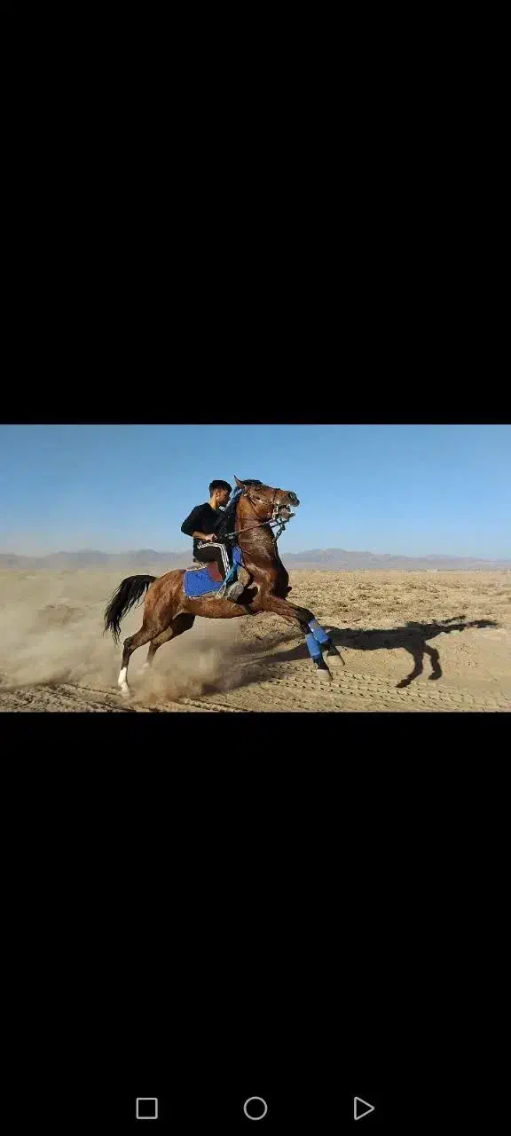 اسب کرد نریون|اسب و تجهیزات اسبسواری|کاشمر, |دیوار