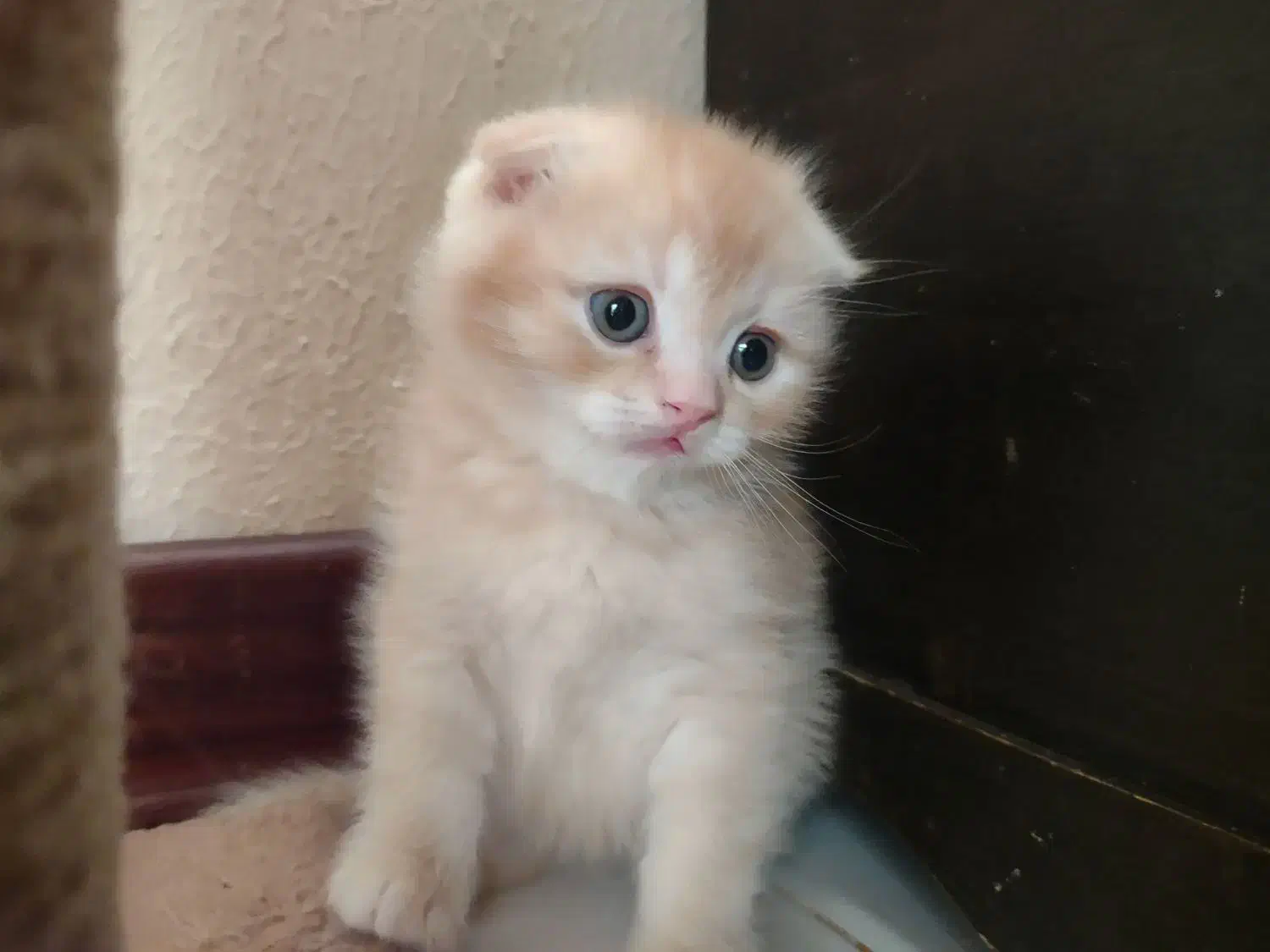 اسکاتیش گلد چشم سبز|گربه|تهران, هفت حوض|دیوار