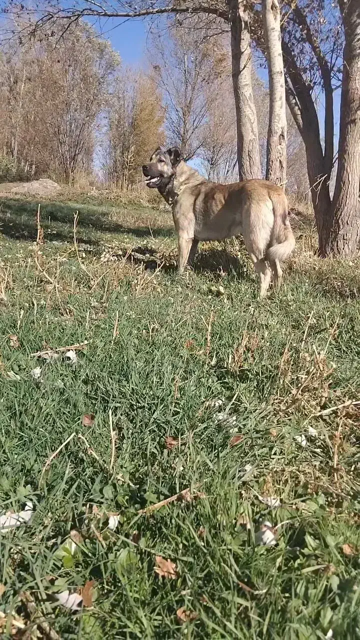 واگذاری سگ سرابی|سگ|سراب, |دیوار