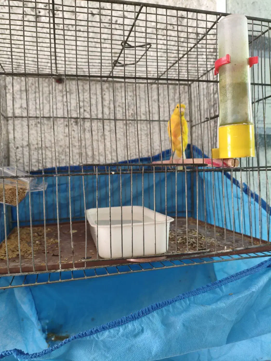 قناری طلایی نر مست|پرنده|مرودشت, ثبت احوال|دیوار