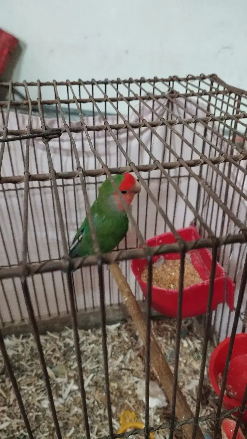 طوطی برزیلی|پرنده|الوند, |دیوار