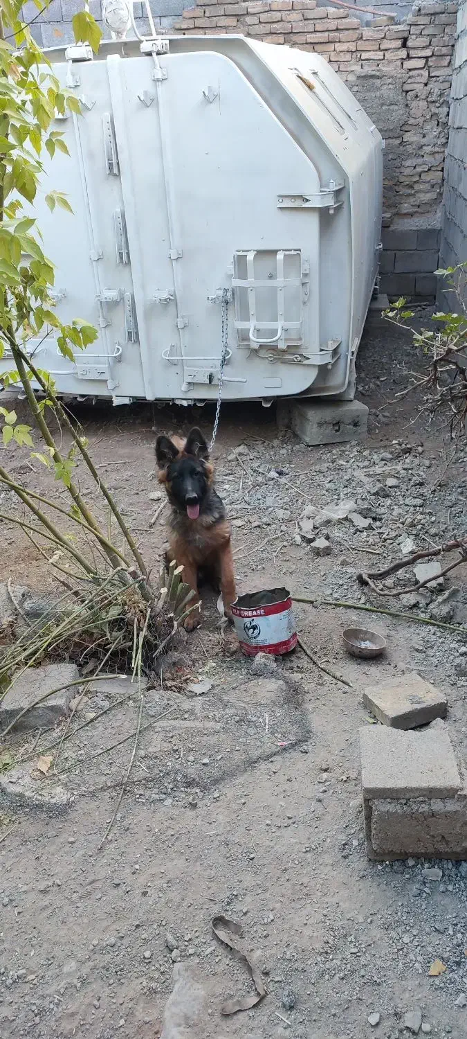 سگ ژرمن شولاین|سگ|کرمانشاه, |دیوار