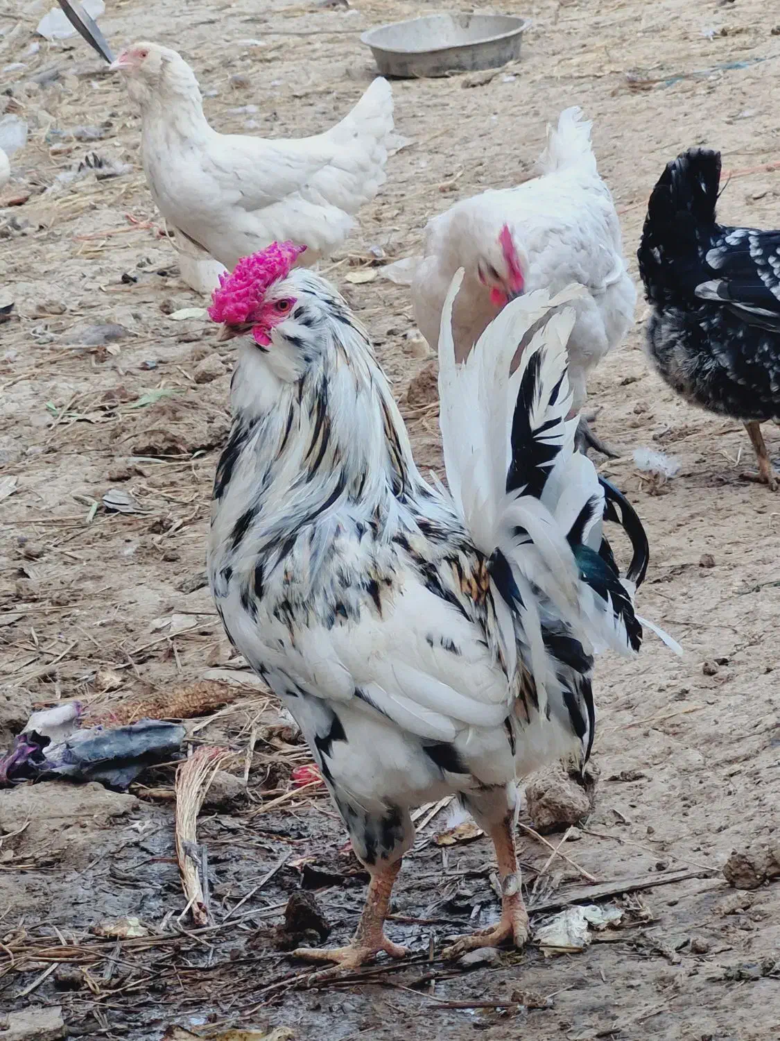 تخم نطفه دار مرغ گلین اصل|حیوانات مزرعه|گرگان, |دیوار